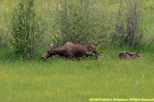 cow moose and calf